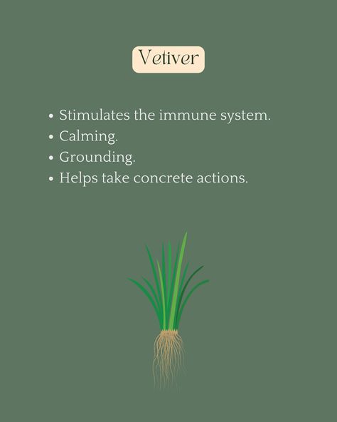 🙎‍♂️Essential oils aren’t just for women 😌   🫶 I’m happy to get an increased demand from men on aromatherapy treatments and advice. This post is for you as well as for women who want to share it with the men in their lives.   🌿 Here are 5 essential oils, that can of course be used by all genders, but which have more of a masculine scent (they are often used in men’s perfumes) and can boost well-being for men in various ways:   🪵 Sandalwood 🌱 Vetiver 🌲 Cedarwood 🍋‍🟩Bergamot 🔥 Black Pepper   ⭐... Vetiver Benefits, Vetiver Essential Oil, Green Moon, Co Creation, Finishing School, Essential Oil Benefits, Masculine Scent, Masculine Energy, Wellness Programs