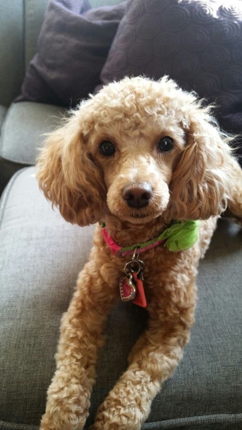 Poddle Mini Haircut, Cute Poodle Haircut, Poodle Haircut Styles Short, Mini Poodle Haircut, Miniature Poodle Haircut Styles, Mini Poodle Haircut Styles, Cavapoo Haircut, Miniature Poodle Haircuts, Dog Age Chart