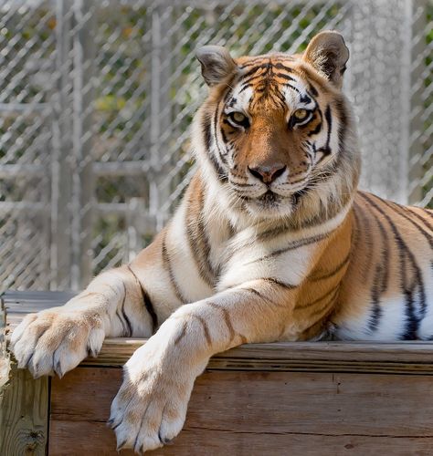 Tiger Paw Reference, Tiger Paws Reference, Big Cat Paws, Tiger Drawings, Beast Drawing, Tiger Paws, Cat Enrichment, Cat Playground Outdoor, Tiger Tattoo Design