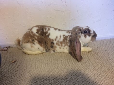 Velveteen Lop Rabbit, Lop Rabbit, Urban Farming, Bay Area, Rabbits, Dogs, For Sale, Animals