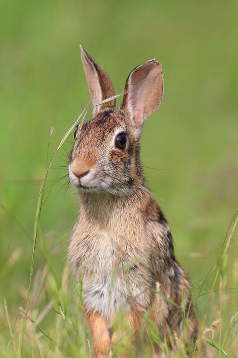 Eastern cottontail (Sylvilagus floridanus) / Lapin à queue blanche / Image by Stefano.bynizza from juzaphoto.com Eastern Cottontail, Reptiles, Animals