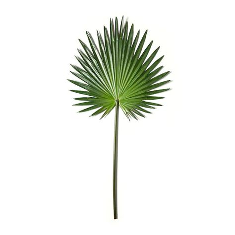 Tropical Fan Palm Stem by Ashland® | Michaels Boxwood Plant, Berry Plants, Aqua Wedding, Fan Palm, Palm Plant, Magnolia Leaves, Palm Fronds, Surround Yourself, Home Decor Lights