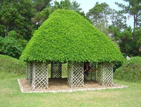 Green Gazebo Designs Bringing Serenity into Beautiful Gardens Formal Garden Design, Living Fence, Wooden Gazebo, Live Tree, Formal Garden, Tree Sculpture, Tree Shapes, Garden Structures, Green Roof