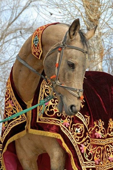 Akhal-teke, Ahal Teke, Akhal Teke Horses, Regnul Animal, Horse Costumes, Horse Inspiration, Akhal Teke, Horse Accessories, Dressage Horses