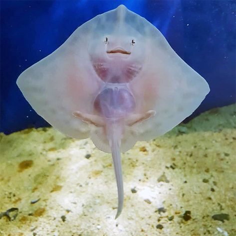 Baby Stingrays Look Like Tiny Raviolis Stuffed With Tortured Souls Baby Stingray, Science Pics, Ray Fish, Scary Creatures, Baby Ray, Something In The Water, Sea Stuff, Creature Marine, Aquatic Creatures