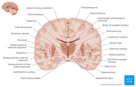 The Brain Anatomy, Anatomy Of The Brain, Brain Anatomy And Function, Caudate Nucleus, Internal Capsule, Corpus Callosum, Neurological System, Brain Structure, Brain Facts