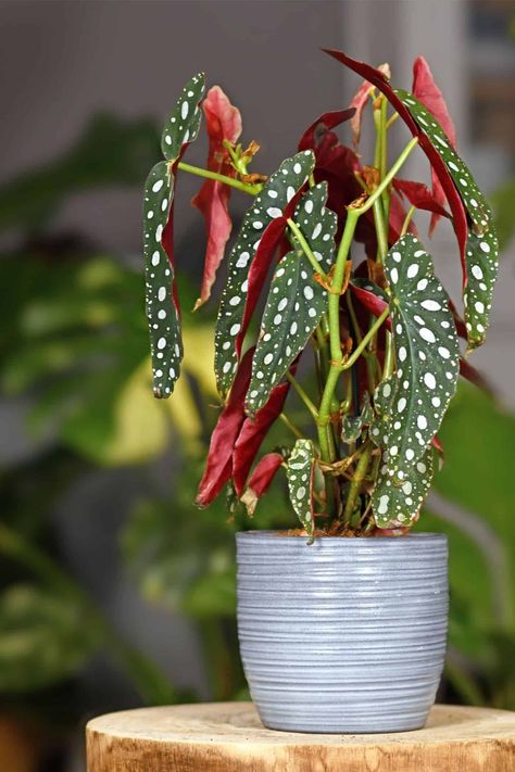 Begonia Maculata - Polka Dot Begonia Polka Dot Begonia, Begonia Maculata, Small Indoor Plants, Dark Green Background, Smart Garden, Easy Care Plants, Ceramic Flower Pots, Starter Plants, Easy Plants