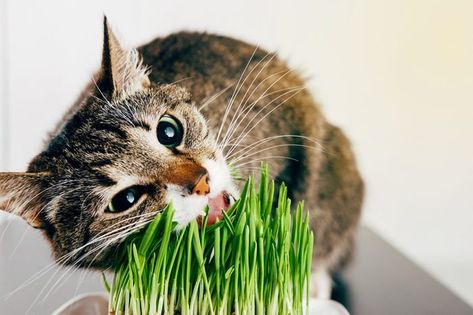 Cat Friendly Plants, Animal Agriculture, Cat Grass, Cat Plants, List Of Animals, Outdoor Cats, Cat Feeding, Animal Companions, Indoor Cat