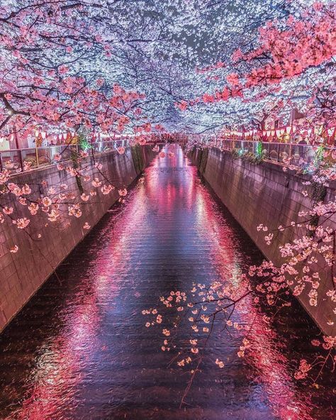 Meguro River, Japanese Culture Art, Beautiful River, Industrial Waste, Japan Travel Guide, Japan Photo, Japanese Culture, Cherry Blossoms, Enjoy It