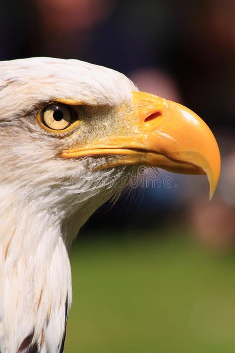 American fish eagle eye and beak. Side profile of an American Bald Eagle aka Fish Eagle royalty free stock image Bird Side Profile, Bald Eagle Reference, Eagle Side Profile, Animal Side Profile, Eagle Side View, Eagle Profile, Bird Profile, African Animals Photography, Cheetah Pictures