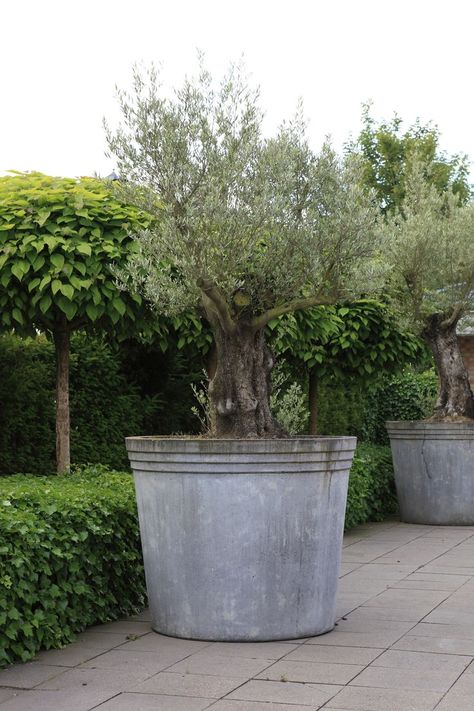 Grote betonnen pot met oude olijfboom http://www.biesot.nl Olive Trees Garden, Tree Garden Design, Large Garden Planters, Beautiful Gardens Landscape, Roof Garden Design, Vegetable Garden Tips, Tree Garden, Garden Pottery, Mediterranean Garden