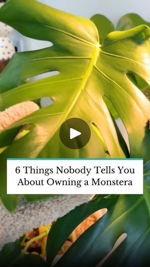 14K views · 3K reactions | Monsteras are generally considered easy to care for but to help your plant thrive and grow indoors, keep these 6 monstera care tips in mind. Tap the link in our bio to learn more about the common leaf problems monstera plants face and how to treat them like a pro. #TheSpruce #plantsmakepeoplehappy #plants #monstera #houseplants #plantparenthood #howto #garden #plantlove #plantcare #indoorplants | The Spruce Monstera Care, Monstera Plant Care, Plants Monstera, Monstera Plants, The Spruce, Monstera Plant, Growing Indoors, The Common, Like A Pro