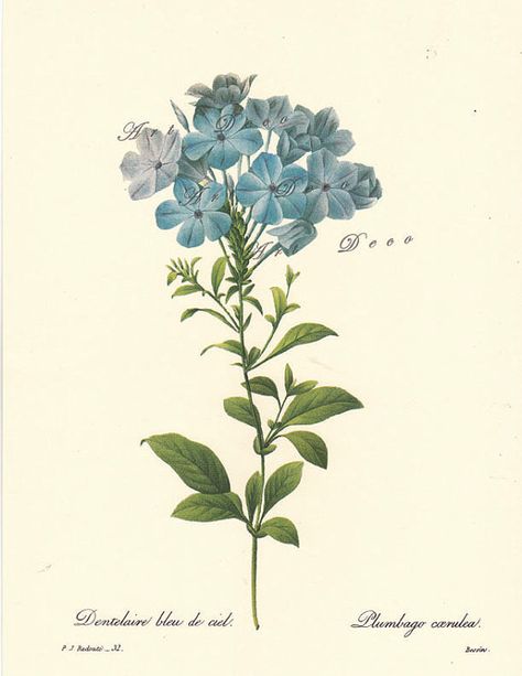 vintage botanical print by Pierre Redoute of sky blue by ArtDeco Planting Illustration, Blue Plumbago, Illustration Botanique, Vintage Botanical Prints, Scientific Illustration, Botanical Drawings, Arte Floral, Botanical Flowers, Vintage Botanical