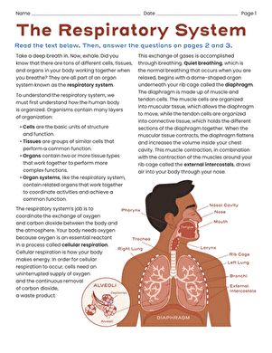 Respiratory System Worksheet, Lung Cleansing, The Respiratory System, Organ System, Science Worksheets, Respiratory System, Loose Skin, Breathing Exercises, Sixth Grade