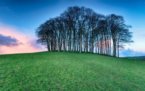 Cookworthy Knapp by flotsom. A small copse of Beech trees on a hill near Lifton on the Devon and Cornwall border#small, #copse, #Beech, #Cookworthy Fairy Woods, Landscaping Around Trees, Beech Trees, Travel Tree, Beech Tree, Devon And Cornwall, Cornwall England, City Wallpaper, A Hill