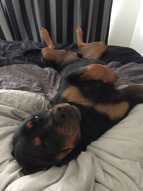 Rotwiller Dogs Aesthetic, Rotwiller Dogs, Aesthetic Rottweiler, Rottweiler Aesthetic, Rottie Puppies, Rottweiler Dog Puppy, Brown Rottweiler, Puppy Rottweiler, Rottweiler Love