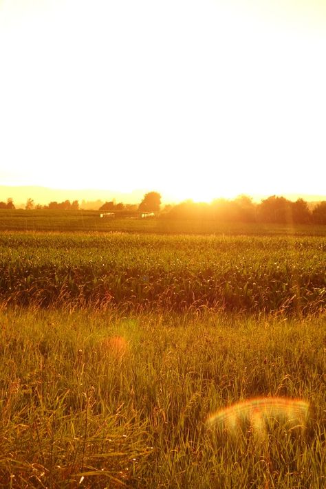 Golden Field Aesthetic, Fields Of Gold Aesthetic, Golden Hour Field Aesthetic, Gold Sunset Aesthetic, Archer Artwork, Golden Meadow Aesthetic, Golden Sunset Aesthetic, Golden Grass Field, Golden Hour Field