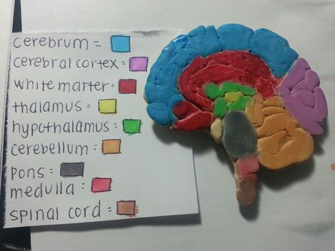 Brain project Brain Project Model Psychology, Brain Model Project, Nervous System Projects, Brain Project, Science Project Models, Human Anatomy Model, Brain Models, Body Science, Human Body Science