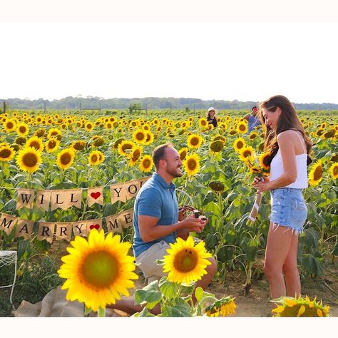 Congrats @kristimohr @mike_schless ❣︎ꨄ♥︎ఌ ❤︎#sunflower #proposal #willyoumarryme #diamondring #engagemenr ring Sunflower Proposal Ideas, Sunflower Field Proposal, Sunflower Proposal, Proposal In Flower Field, Proposal Ideas Lesbian Engagement, Purposal Ideas, Proposal In Sunflower Field, Heart Proposal, Couple Poses In Sunflower Field