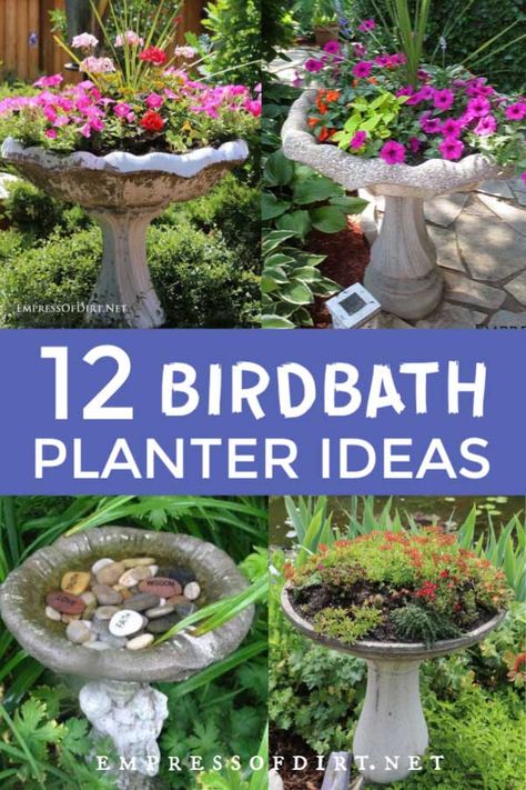 Use these ideas to turn a birdbath into a planter. Browse the photos for plant ideas and use the smart tips for successful container growing. Birdbath Fairy Garden Ideas, Ideas For Bird Baths, Planted Bird Bath, Birdbath Repurpose Ideas, Plants In Bird Bath, Repurpose Bird Bath, Large Bird Bath Ideas, Bird Bath With Flowers, Flowers In Bird Bath