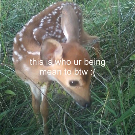 Baby Deer Aesthetic, Doe Aesthetic, Deer Pfp, Fawn Aesthetic, Aesthetic Deer, Deer Pretty, Deer Aesthetic, Sophia Coppola, Fawn Deer