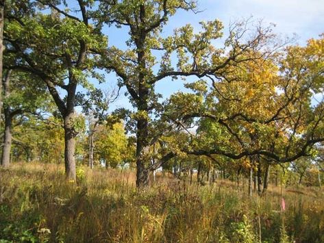 Oak Savannas Wild Onions, Prairie Planting, Air Photo, Oak Forest, Canopy Cover, Natural Heritage, Old Trees, Forest Service, Oak Leaves