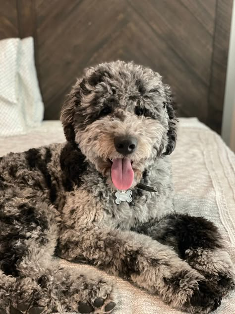 Goldendoodle Stud Merle Goldendoodle Puppy, Merle Mini Goldendoodle, Grey Goldendoodle, Goldendoodle Black And White, Blue Merle Goldendoodle, Goldendoodle Colors, Merle Goldendoodle, Goldendoodle Haircuts, Mixed Puppies