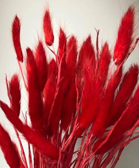 Check out this item in my Etsy shop https://www.etsy.com/ca/listing/857170068/40pc-red-rabbit-tails-dried-floral-dried Bunny Tails Decor, Red Objects, Mini Pampas, Rabbit Tail, Red Rabbit, Red Grass, Diy Home Accessories, Grass Decor, Pampas Grass Decor