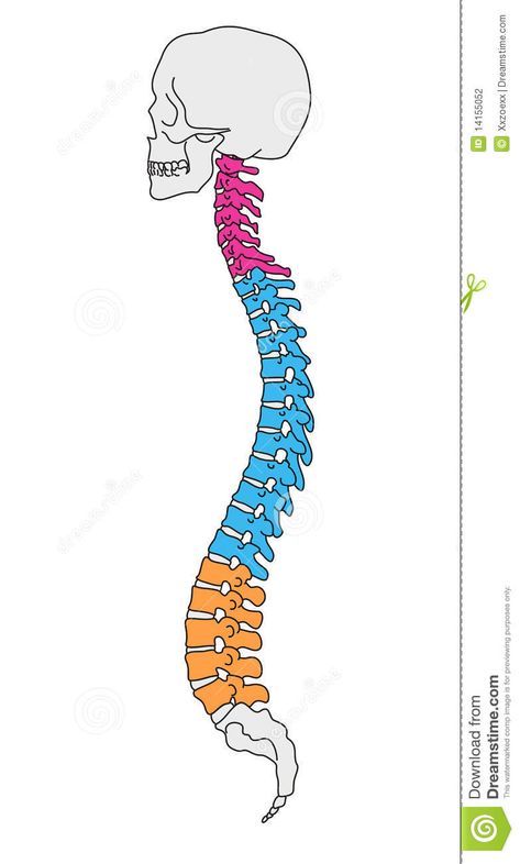 Anatomy vertebral column. Illustrated human section of vertebral column and skul #Sponsored , #Sponsored, #SPONSORED, #vertebral, #section, #skul, #column Vertebral Column Drawing, Vertebral Column Anatomy, Anatomy Stickers, Vertebral Column, Nursing School Motivation, Skull Illustration, Anatomy Drawing, Human Art, Cute Easy Drawings