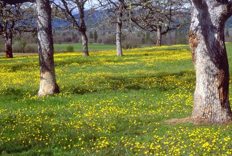 The song is...: Riding Spring's Wings ... and other poems by Karen... Fiction Podcasts, Tallgrass Prairie, Bureau Of Land Management, Invasive Plants, Flash Fiction, Flower Tree, Wildlife Habitat, Nature Preserve, Book Reviews