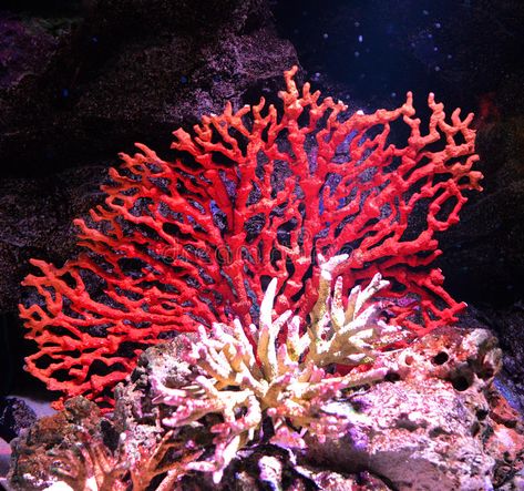 Red coral. On a sea , #Affiliate, #Red, #coral, #sea #ad Flower Reef, Fauna Marina, Sea Plants, High Aesthetic, Coral Art, Underwater Art, Beautiful Sea Creatures, Underwater Creatures, Sea Coral