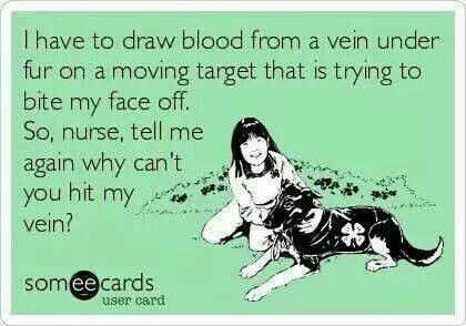 I wouldn't actually say this because I know sometimes you're just having a day where you miss, but seriously, this is my life. Veterinary Memes, Vet Tech Quotes, Medicine Humor, Veterinary Humor, Vet Tech Humor, Veterinarian Technician, Vet Tech School, Veterinary Tech, Vet Tech Student