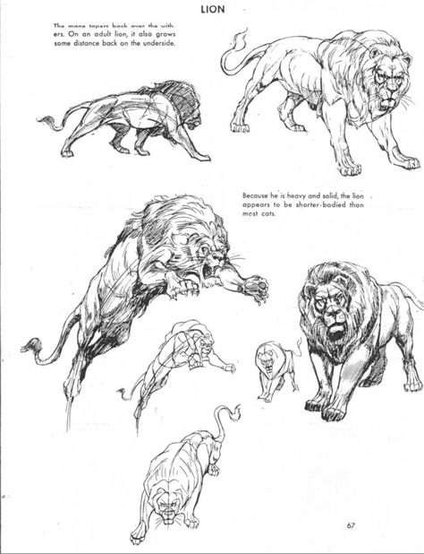 Lion Anatomy, Feline Anatomy, Cat Anatomy, Lion Drawing, Big Cats Art, Animal Study, Animal Drawing, Animal Sketches, Arte Animal