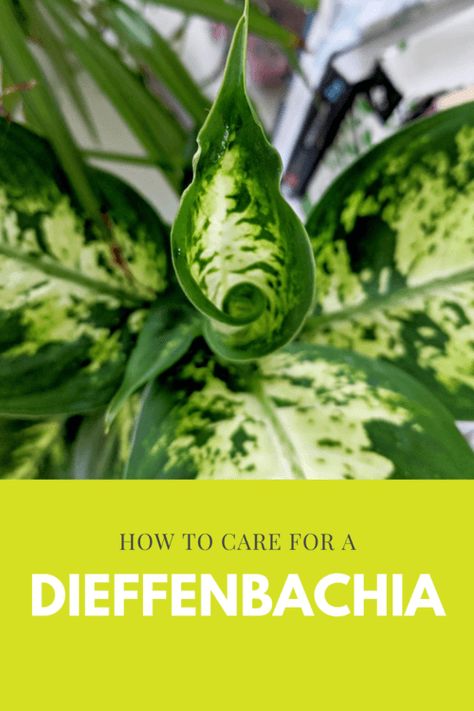 Definbachia Plant Care, Defenbacia Plant, Dieffenbachia Houseplant Plant Care, Diffenbachia House Plant, Dieffenbachia Care, Dieffenbachia Houseplant, Dieffenbachia Plant, Plant Care Houseplant, Plant Hacks