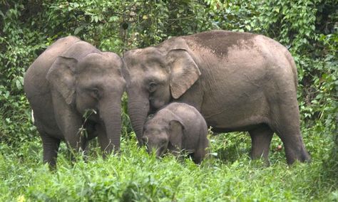 ღღ Bornean Pygmy elephant family Danum Valley Conservation Area, Pygmy Elephant, Elephant Species, Elephant Facts, Biggest Elephant, Small Elephant, Elephant Sanctuary, Asian Elephant, Elephant Family