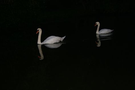 Swan Wallpaper, Cocoppa Wallpaper, Swan Lake, Black Swan, Laptop Wallpaper, Photo Quotes, Swans, Black Aesthetic, Aesthetic Photography