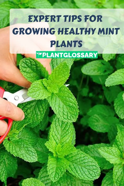 Mint is an easy-to-grow herb that can add flavor and fragrance to your garden and kitchen. This comprehensive guide covers all you need to know about growing mint, from planting and watering to harvesting and propagation. Discover the best practices for maintaining healthy mint plants and preventing them from becoming invasive. Whether you're growing mint in pots or garden beds, these tips will help you cultivate a vibrant and productive mint garden. Planting Mint In Pots, Mint Plants Outdoor, Mint In Containers, Mint In Pots, Grow Mint, Mint Garden, Growing Mint, Growing Lettuce, Mint Plants