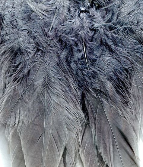 feathers and fur textures Anders Dragon Age, Grey Feathers, Foto Macro, Beautiful Feathers, Feather Texture, Blue Feathers, Winter Blue, Feather Wings, Free Textures