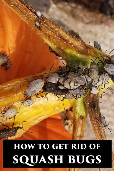 Get Rid Of Squash Bugs, Squash Bugs, Annual Garden, Stink Bugs, Homestead Gardens, Attracting Beneficial Insects, Garden Pest Control, Bug Repellent, Variety Of Fruits