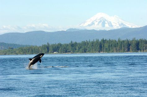 Orca-spotting expert Alisa Brooks gives us her favorite places to whale watch. Orca Breaching, Seattle Beach, Mount Baker, Vashon Island, Fauna Marina, Save The Whales, San Juan Island, Orcas Island, Beautiful Scenes