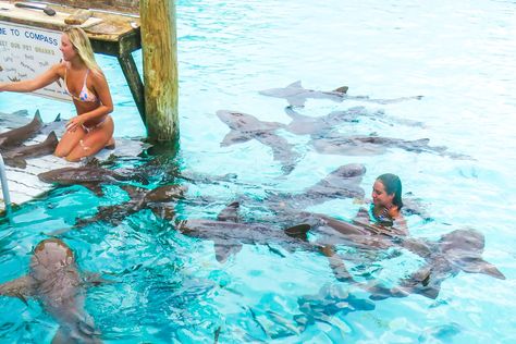 Bahamas Sharks, Exuma Pigs, Different Types Of Sharks, Swim With Sharks, Pig Island, Types Of Sharks, Nurse Shark, Bahamas Vacation, Reef Shark