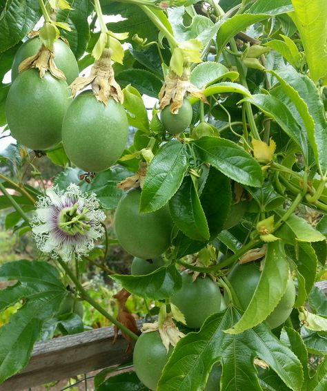 Lilikoi aka Passion Fruit is almost ripe.The flower is so amazing. Look at the detail! Palmyra Fruit, Passion Fruit Plant, Passion Fruit Flower, Types Of Fruit, Lavender Farm, Hawaiian Flowers, Passion Flower, Beautiful Sights, Tropical Fruit