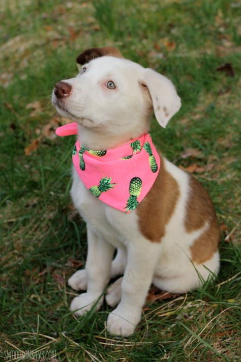 free dog bandana sewing pattern Diy Dog Bandana, Sewing With Scraps, Lil Puppy, Dog Bandana Diy, Bandanas Diy, Dog Bandana Pattern, Pet Crafts, Dog Sewing, Kennel Ideas