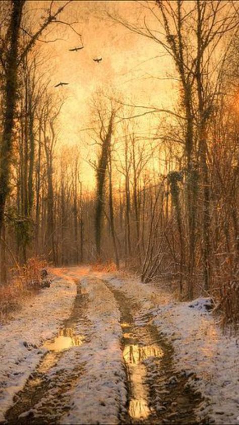 Winter Gold, Painting Reference, Soyut Sanat Tabloları, Hauntingly Beautiful, Dirt Road, Winter Scenery, Winter Beauty, Snow Scenes, Winter Wonder