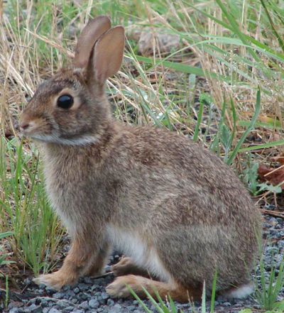 Woodsy Backyard, Cottontail Rabbit, Wild Bunny, Rabbit Hunting, Wildlife Rescue, Rabbit Pictures, Rabbit Run, Bunny Pictures, Forest Creatures