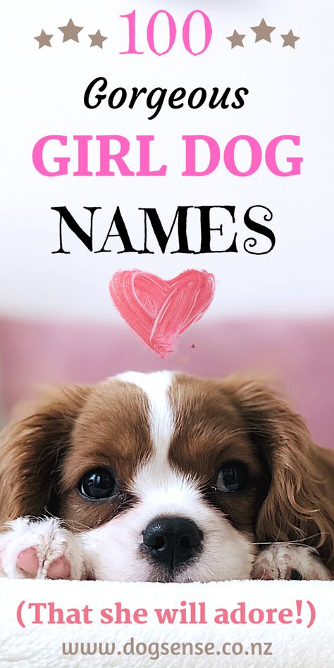 Girl dog names. The best list of unique, cute & individual names for female puppy dogs! Let her name be uncommon & cool! And let your girl stand out from the rest!  #dogs #girldognames #femaledognames #dognames #puppies #puppynames Pretty Dog Names, Female Puppy Names, Cute Dog Names Female, Female Puppy Names List, Puppy Names Female, Girly Dog Names, Cute Female Puppy Names, Female Dog Names Unique, Names For Girl Dogs