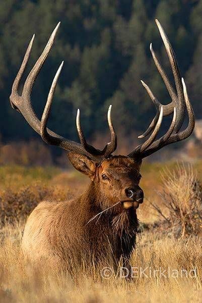 Elk Pictures, Big Deer, Deer Pictures, Bull Elk, Trophy Hunting, Elk Hunting, Majestic Animals, Big Game, Wild Life