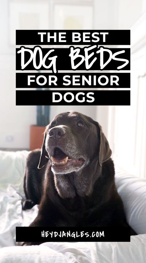 Best Dog Bed Options for Senior Dogs and Older Dogs - feat. popular dog bed brands BuddyRest, FurHaven, Bully Beds, Big Barker, Pet Fusion and more! Orthopedic pet beds, memory foam dog beds, dogs with joint and mobility issues, pet bed, petbeds #dogbed #orthopedicdogbed #seniordog Best Dog Beds For Large Dogs, Cooling Dog Bed, Orthopedic Dog Beds For Large Dogs, Durable Dog Bed, Outdoor Pet Bed, Round Dog Bed, Elderly Dogs, Elevated Dog Bed, Bolster Dog Bed