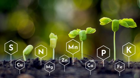 Metallic Minerals vs. Plant Minerals: Key Nutritional Differences Mineral Nutrition In Plants Notes, Nutrition In Plants, Mineral Nutrition, Plant Notes, Build Your Own House, Health Nutrition, Weight Management, Wellness Tips, Well Being