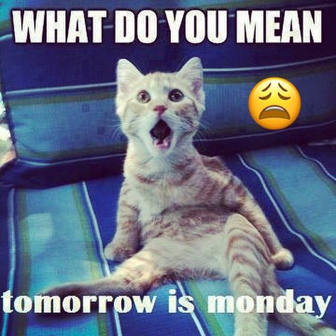 No it's not Monday tomorrow ...😩 | Tomorrow is monday, Good morning quotes, Good morning Funny Monday Pictures, Good Day Meme, Monday Good Morning Quotes, Monday Good Morning, Tomorrow Quotes, Funny Good Night Quotes, Happy Valentine Day Quotes, Tomorrow Is Monday, Sunday Blessings